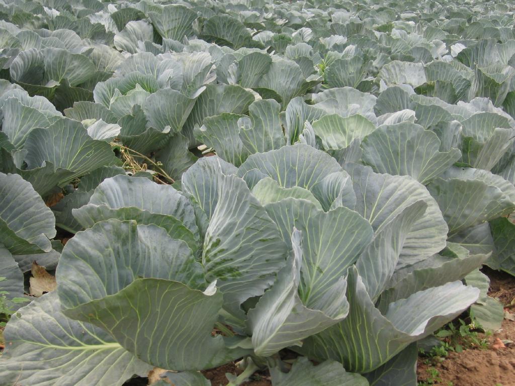 081003cabbages