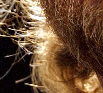 Gosling's hair