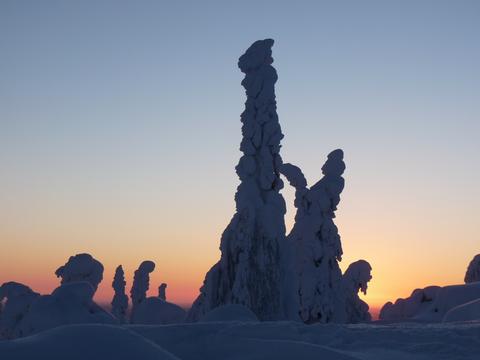 snow trees