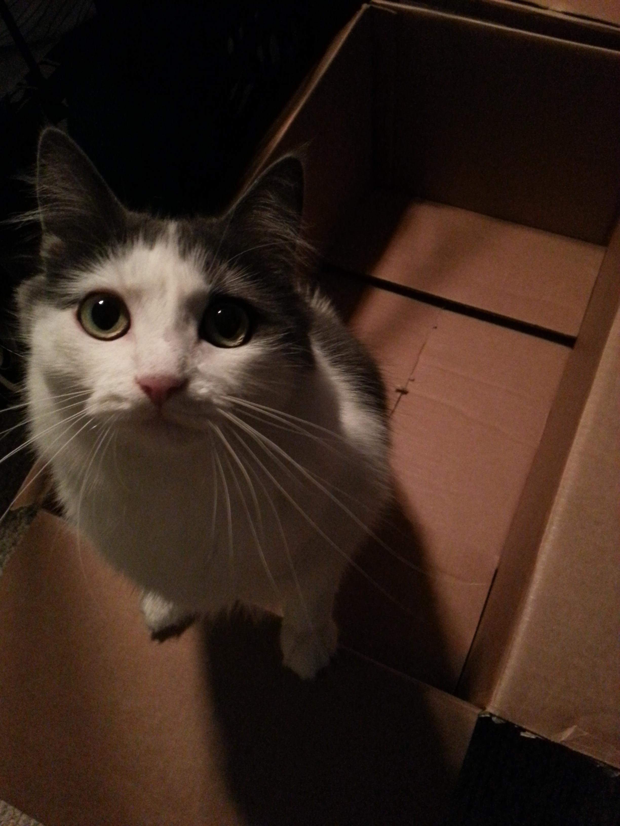 A cute kitten
