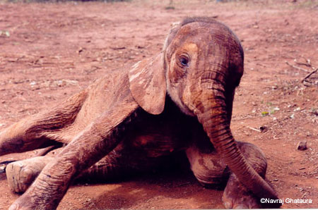 2_month_ele_struggles_to_get_up