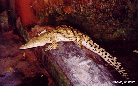 Albino_croc