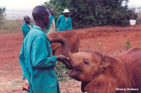 Baby_elephant