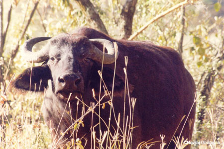 Buffalo_Nakuru