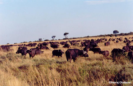 Buffalo_herd_Mara