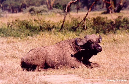 Buffalo_relaxing_lake_nakuru_trip2