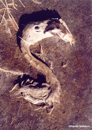 Dead_Flamingo_Nakuru