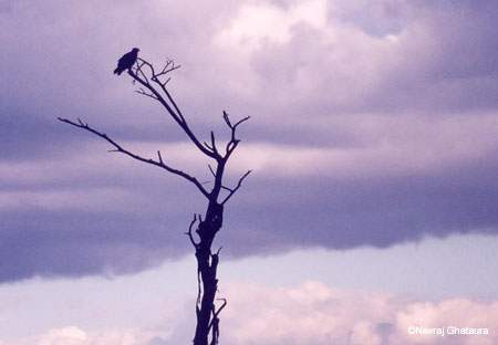 Eagle_evening_Nakuru_trip2