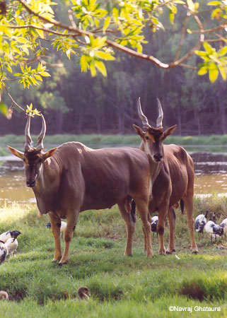Eland_bamburi_nature_trail