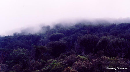 Euphorbia_forest_nakuru_trip2