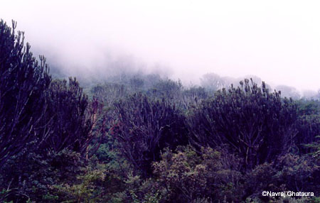 Euphorbia_forest_nakuru_trip2_2