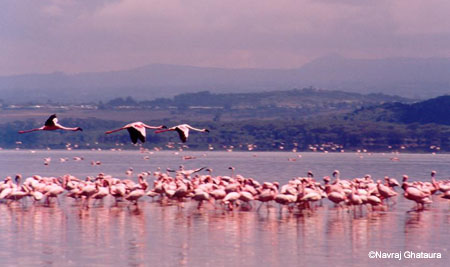Flamingos_flight_nakuru_trip2