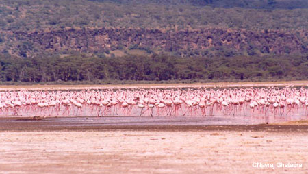 Flamingos_nakuru_trip2