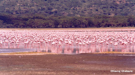 Flamingos_nakuru_trip2_2