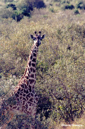 Giraffe_Maasai_Mara2