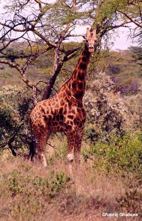 Giraffe_on_cliffs_lake_nakuru_trip2