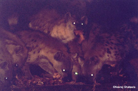 Hyenas_Mara_Sopa