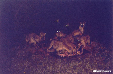 Hyenas_Mara_Sopa3
