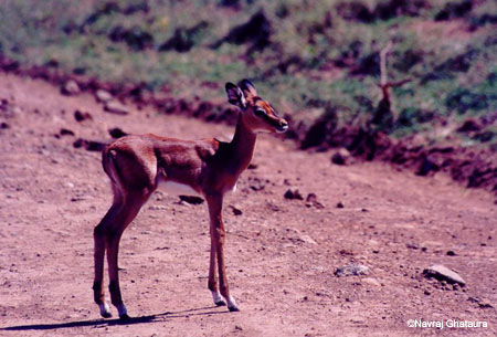 Impala_baby_nakuru_trip2
