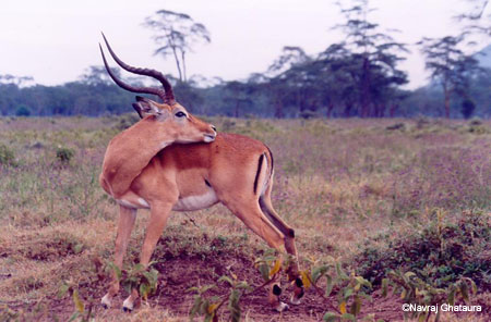 Impala_male_grooming_nakuru_trip2