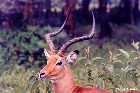 Impala_male_nakuru_trip2