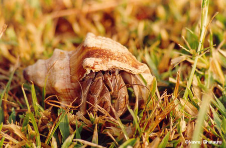 Large_Hermit_Crab_south_coast