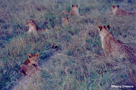 Lion_cubs_Mara1