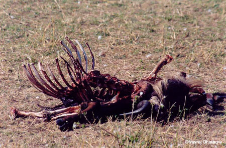 Lion_kill_Mara