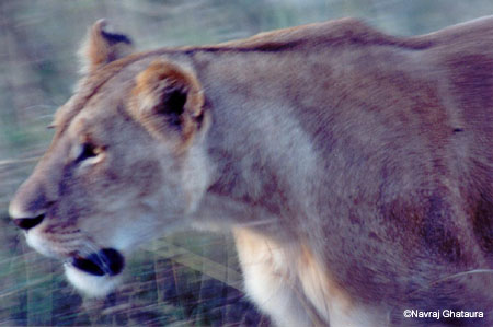 Lioness_hunting_Mara