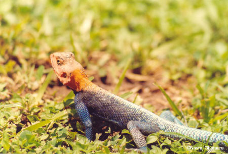 Lizard_on_the_coast