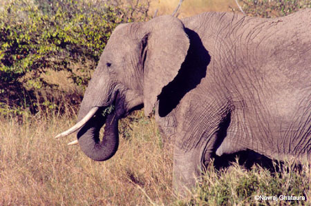 Maasai_mara_elephant