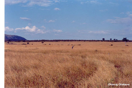 Maasai_mara_plains