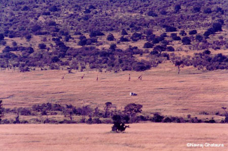 Mara_giraffes