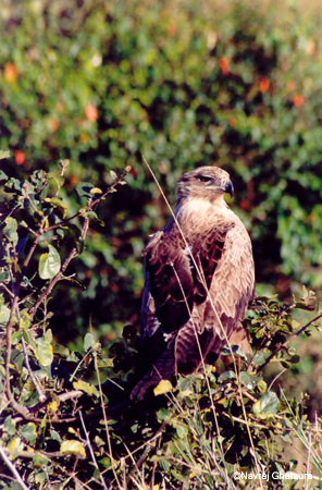 Marshall_eagle_Mara