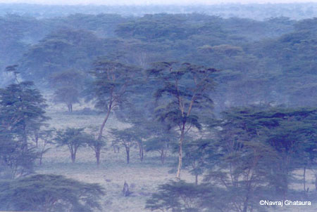 Misty_morning_Nakuru_trip2