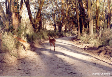 Nakuru_park_main_road