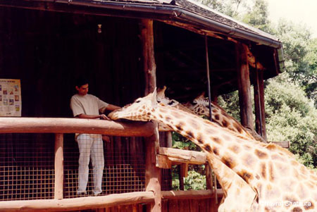 Navjit_feeding_giraffe