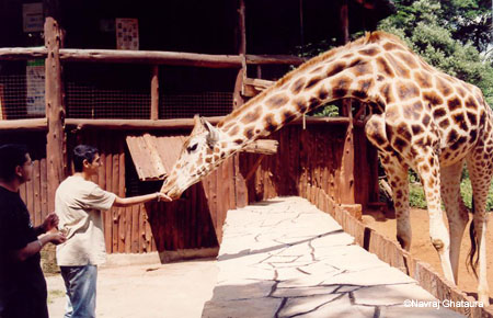 Navjit_feeding_giraffe2