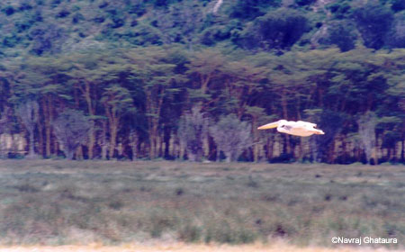 Pelican_flight_Nakuru_trip2