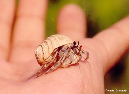 Small_Hermit_Crab_south_coast