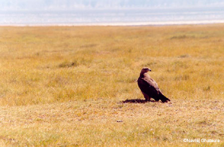 Tawny_eagle_nakuru