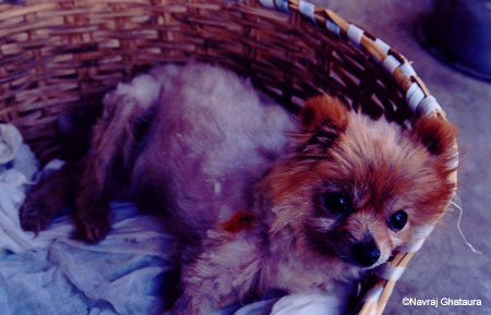 Teddy