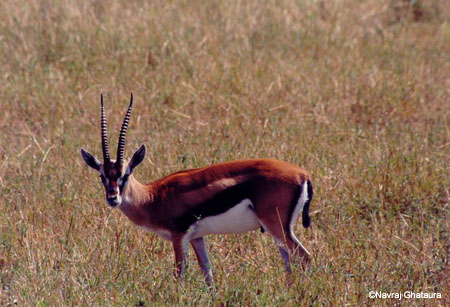 Thompsons_gazelle_Mara