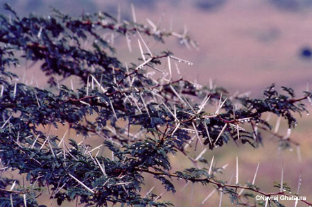 Thorny_tree_nakuru_trip2