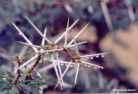 Thorny_tree_nakuru_trip2_2