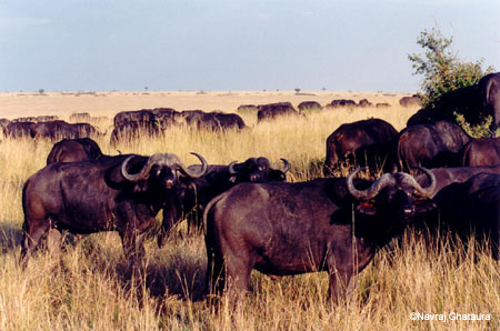 Three_Buffalo_stare