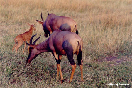 Topi_Mara