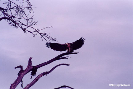 Vulture_Nakuru_trip2