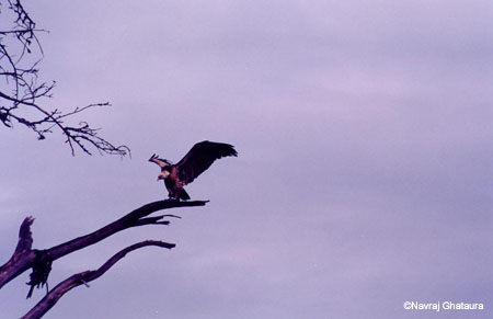 Vulture_Nakuru_trip2_2