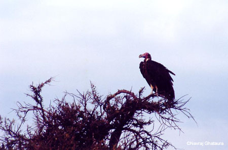 Vulture_at_sunrise_Mara